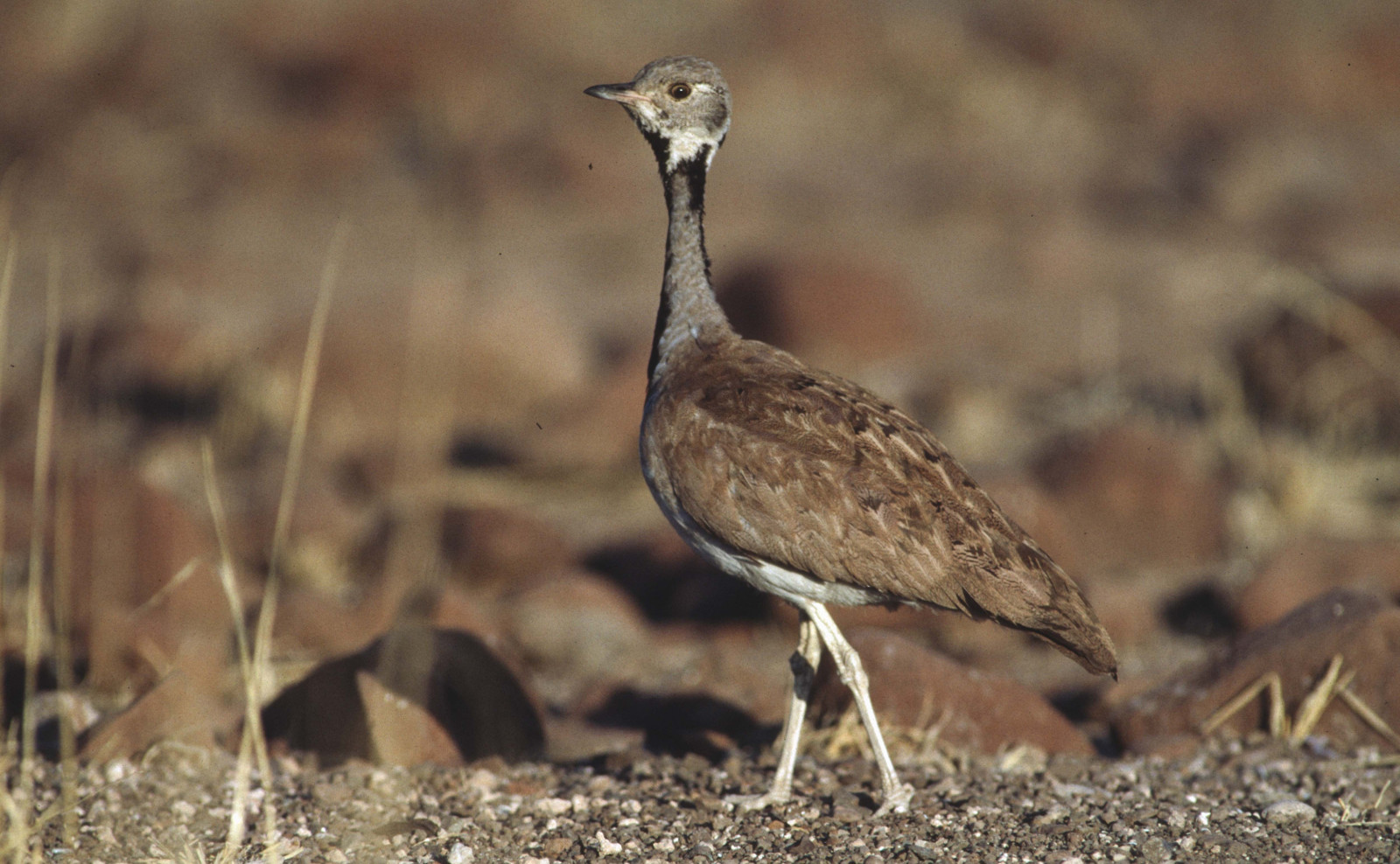 image Rüppell's Bustard